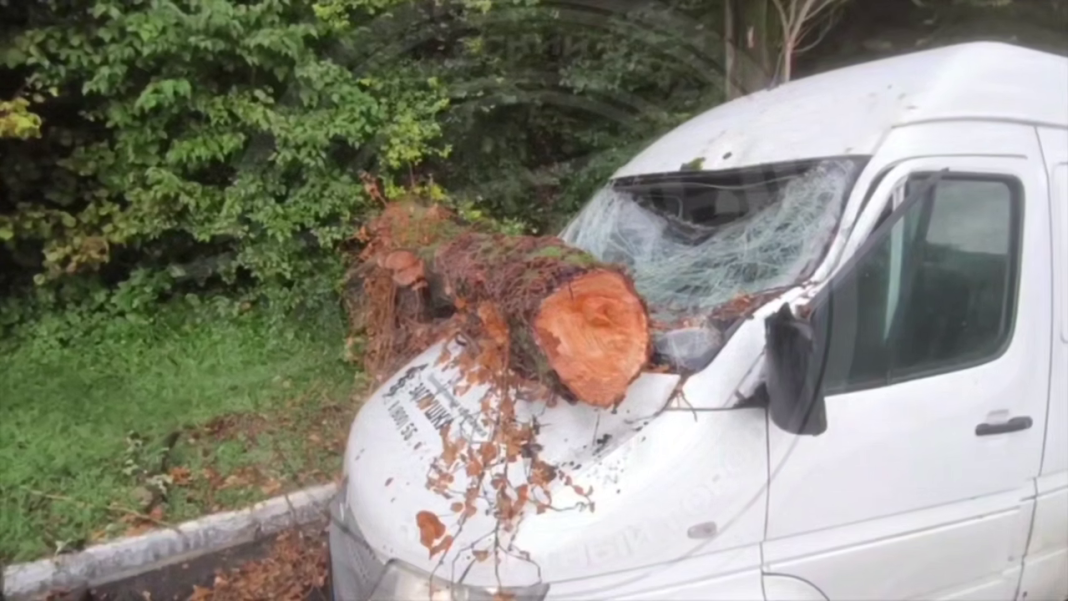 «Радуйся, что жив»: в Сочи дерево проломило иномарку, пока водитель обедал