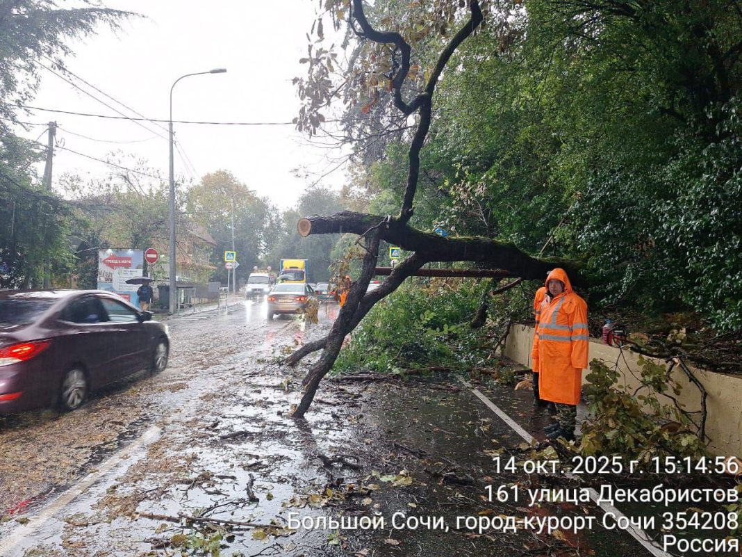 Завал на трассе Джубга – Сочи: движение восстанавливают после падения дерева