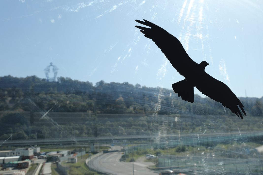 Чтобы птицы не бились о стекла: силуэты хищных птиц нанесли на шумозащитные экраны на сочинской трассе