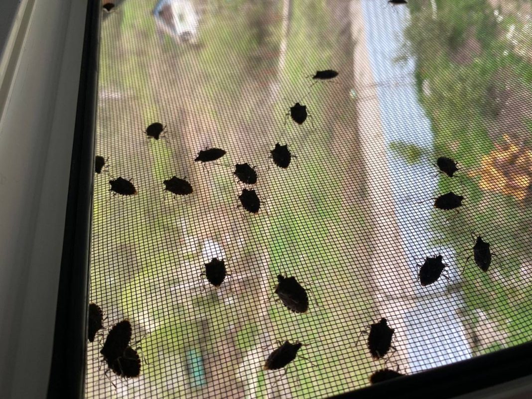 Нашествие «вонючек»: чем опасно массовое проникновение мраморных клопов в дома жителей Сочи