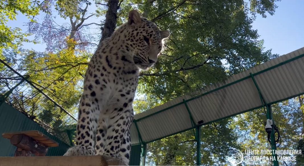 На радостях от прохлады: леопард Умка резвится в горах Сочи – видео