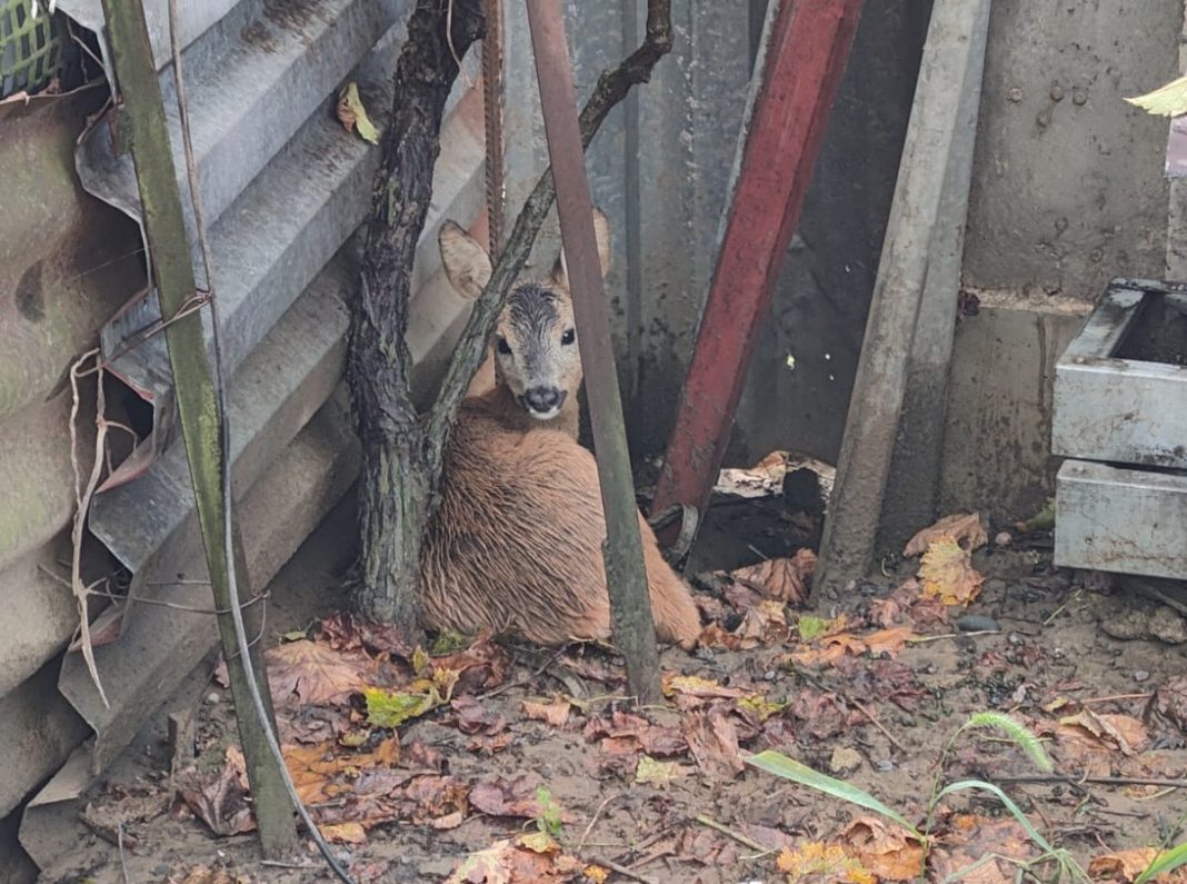 Неожиданный гость в Сочи: косуленок возвращен в естественную среду обитания — видео