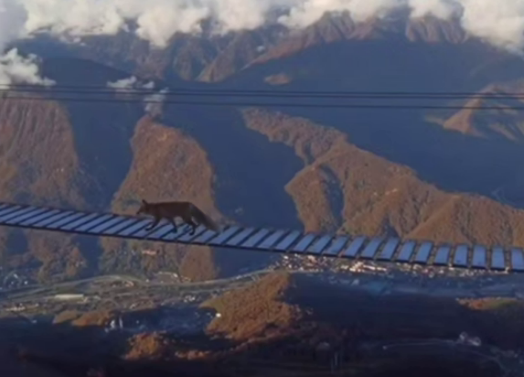 Лиса на высоте: в сочинских горах хищница прогулялась по «раскачивающейся тропе»