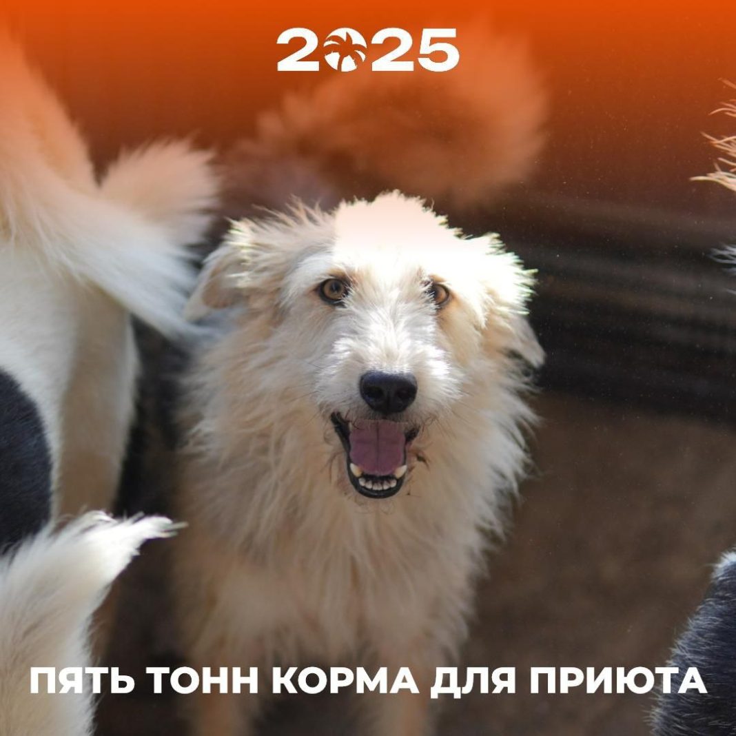 Пять тонн добра: «Сочи Марафон» поможет приютам для животных