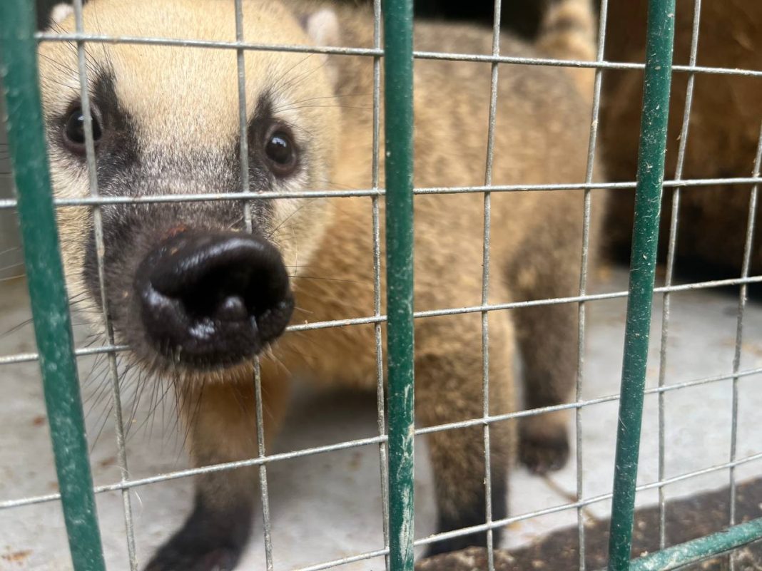 Курносики на курорте: в Сочи подрастает новое поколение спасенных носух