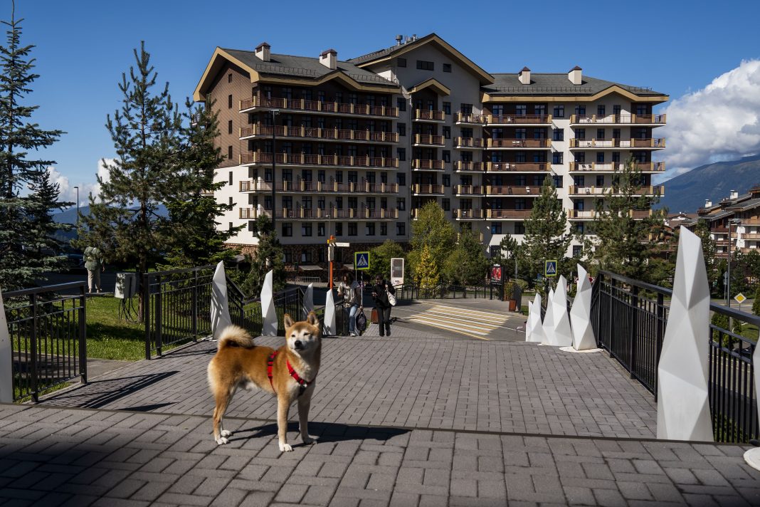 В Сочи можно отдыхать с собакой: «Роза Хутор» получил сертификат для путешественников с питомцами