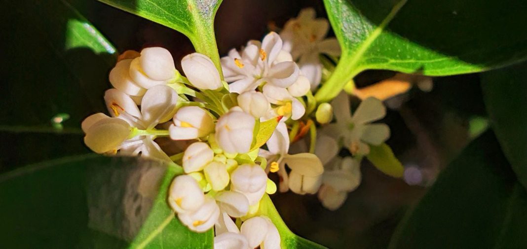 На заповедных землях Сочи цветут сразу несколько видов османтуса