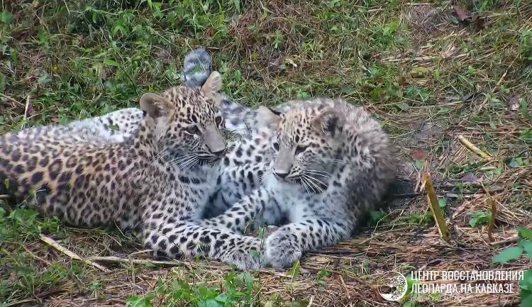Центр восстановления леопарда на Кавказе показал подросших котят