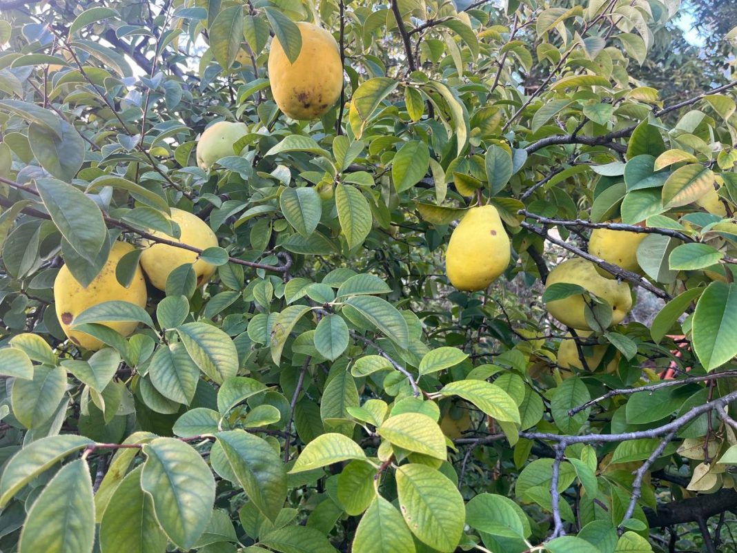 В саду Сочинского географического общества созрела лжеайва