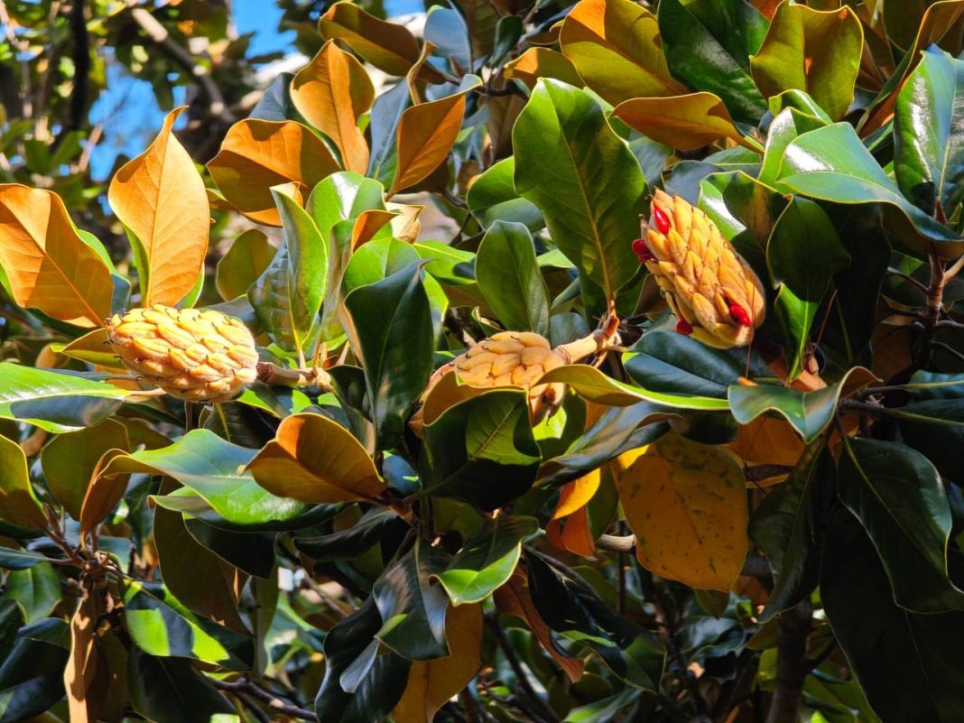 Символ Сочи, Луизианы и Миссисипи: на курорте плодоносит крупноцветковая магнолия