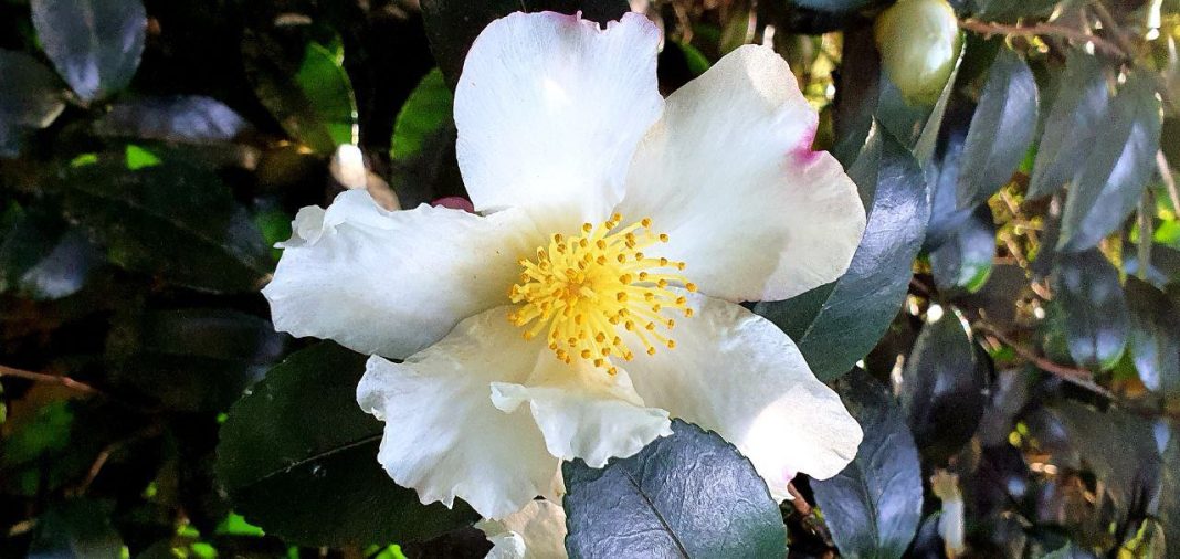 В сочинском дендропарке «Южные культуры» цветут камелии сазанки