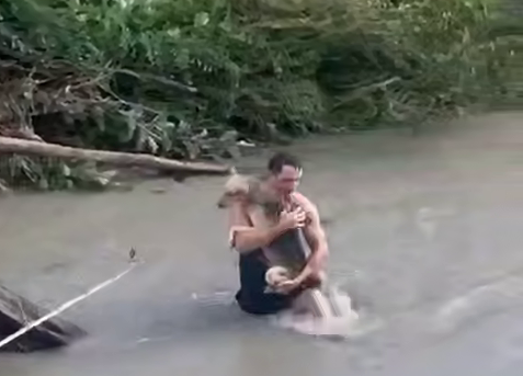 Счастливый финал: две собаки спасены с островка в бушующей реке Сочи