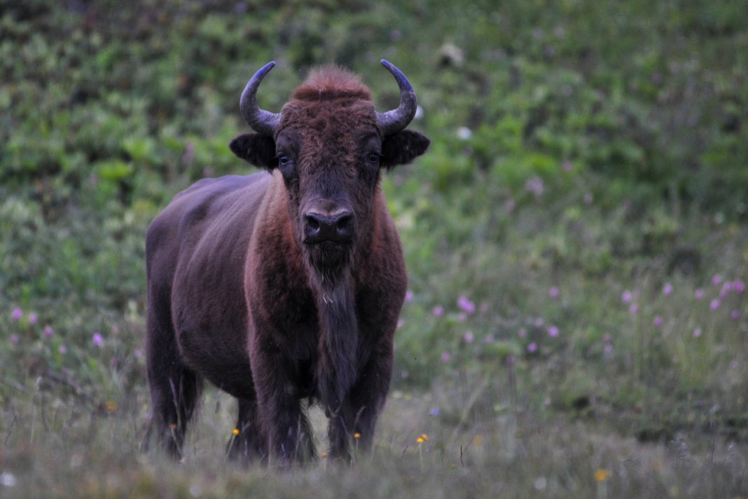 Для восстановления популяции: Россия передаст Абхазии шесть зубров