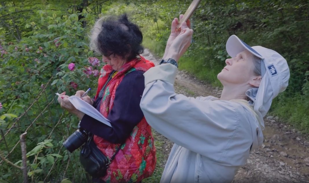 Ученые Сочи предлагают защитить старинные черкесские сады в Аибге