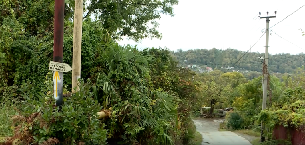 «Не могу спуститься на кладбище»: стадо коз и алабай терроризируют целое село в Сочи