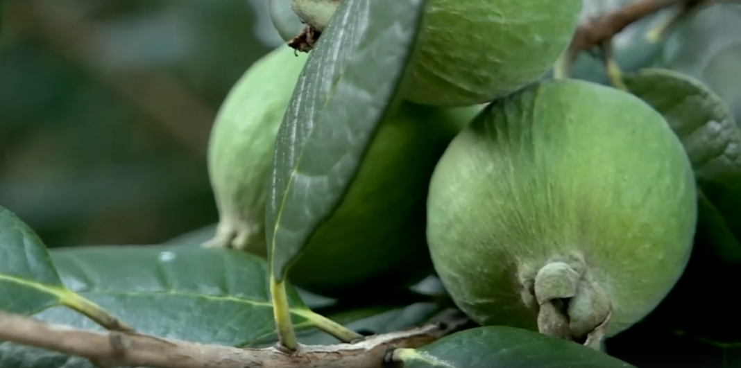 Научный подход к фейхоа: ученые РАН в Сочи раскрывают секреты хорошего урожая