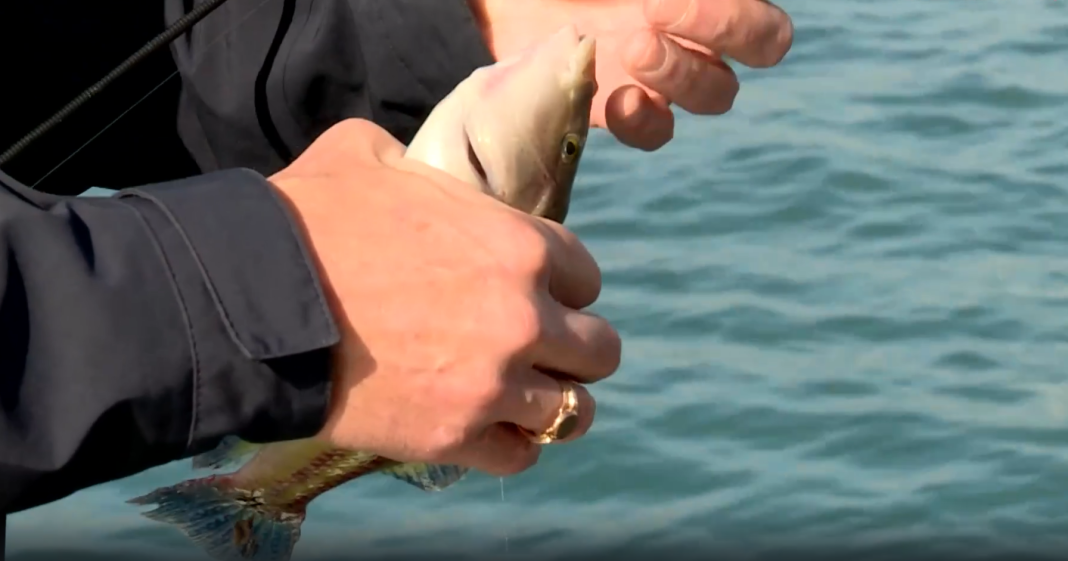 Сезон рыбалки открыт: сочинские рыбаки делятся секретами улова