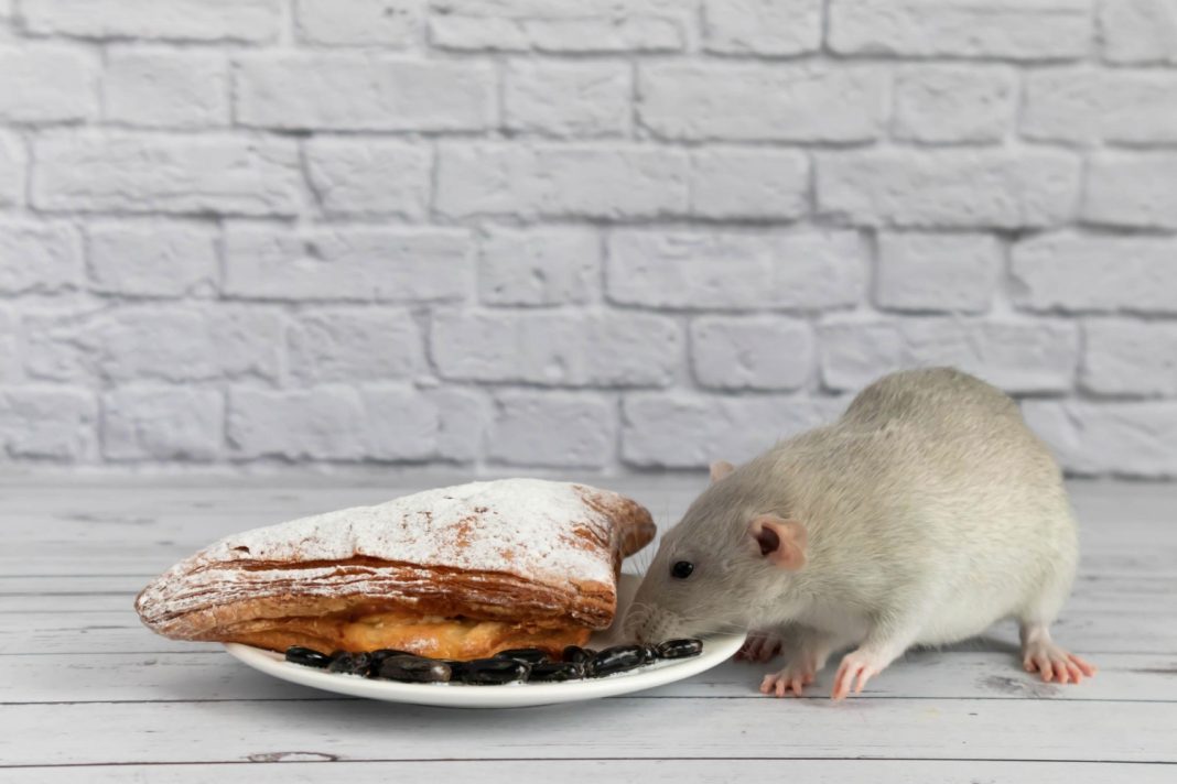 В Сочи закрыли пекарню с крысами на 60 суток