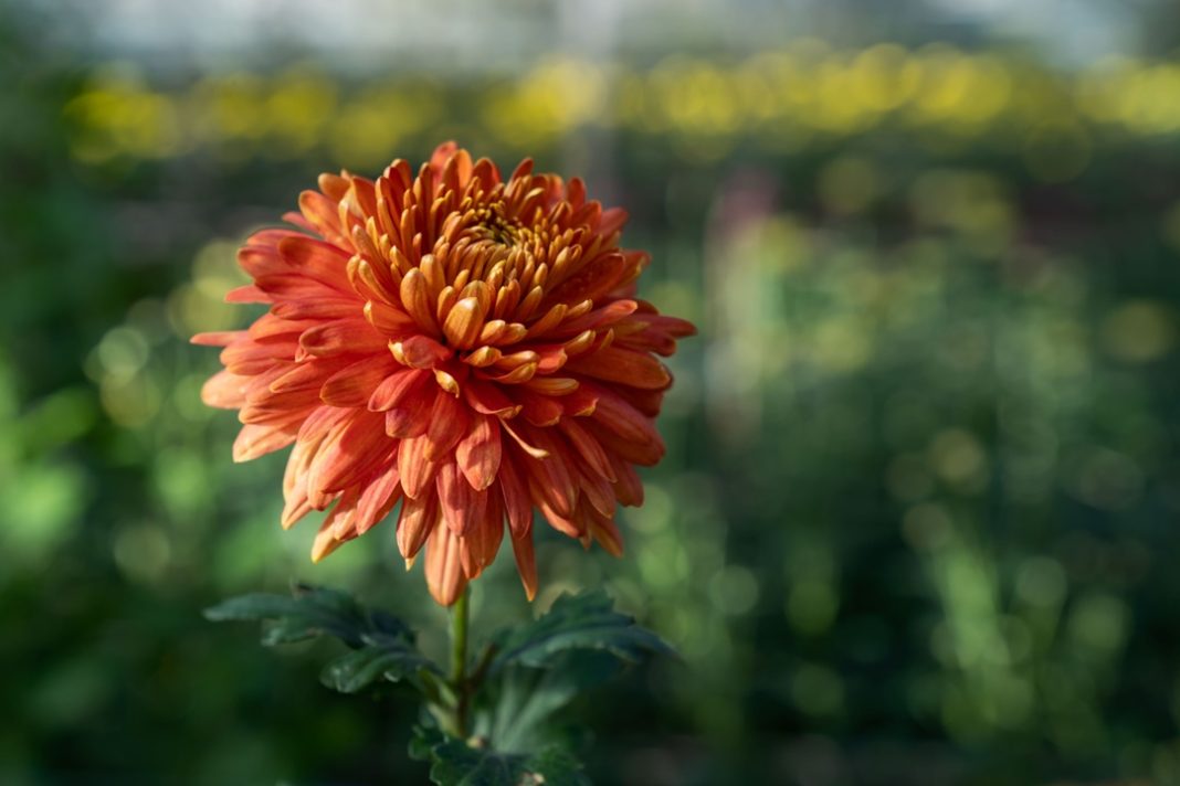 Все идет по плану: ученые из Субтропического центра РАН провели ежегодный срез хризантем