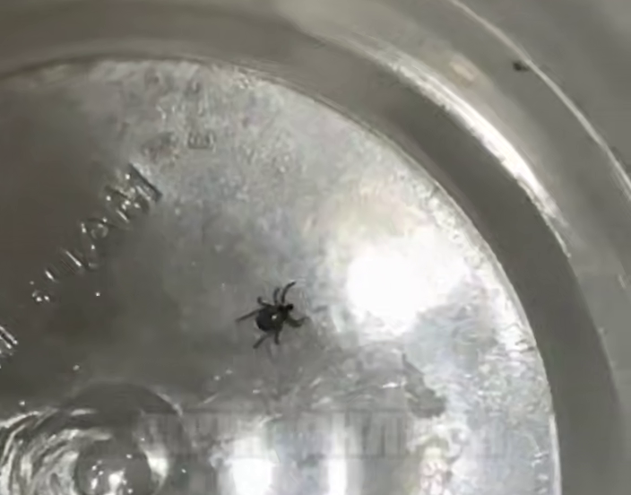 Сезон клещей продлен: в сочинском поселке зафиксирован укус в конце ноября