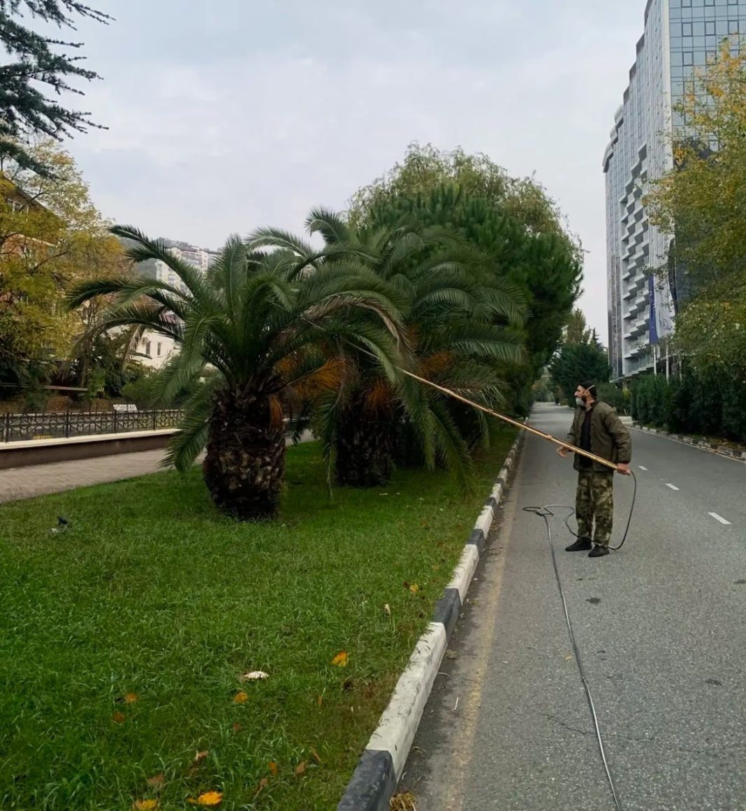 Экологичная забота: более 3000 пальм в Сочи защищены от вредителей