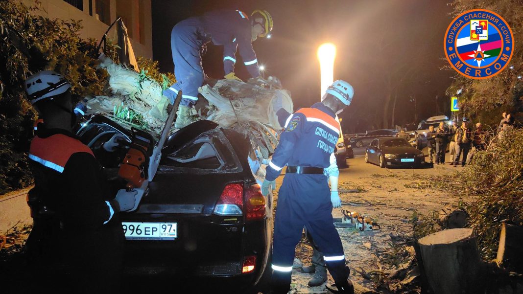 В Сочи упавшее дерево придавило несколько машин