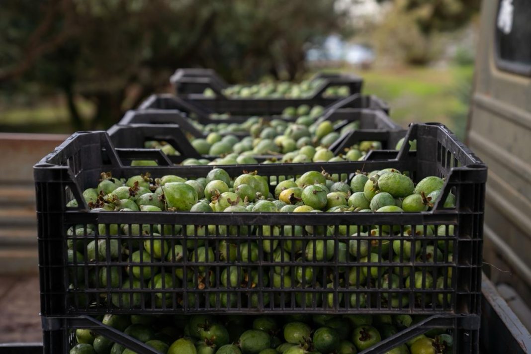 Субтропический центр РАН в Сочи начал сбор фейхоа