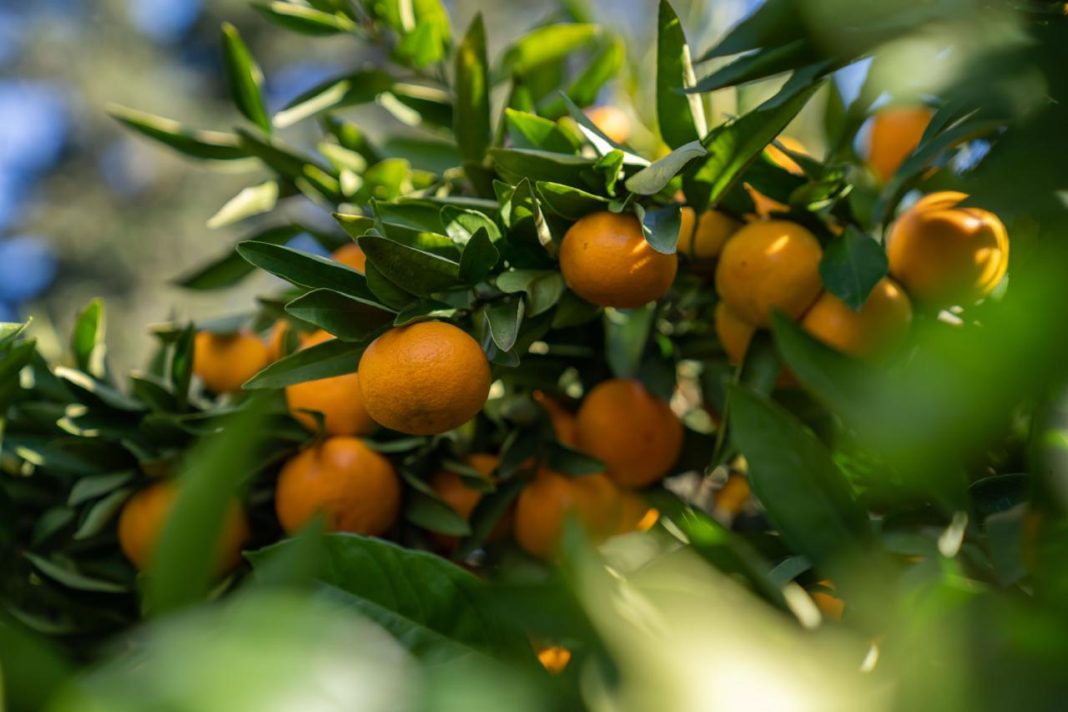 В Сочи начался сбор мандаринов на опытных участках Субтропического центра РАН