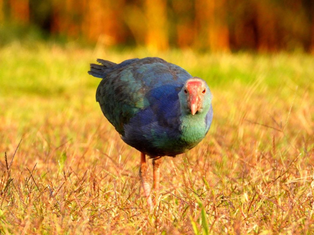 В Орнитологический парк Сириуса прилетела краснокнижная птица
