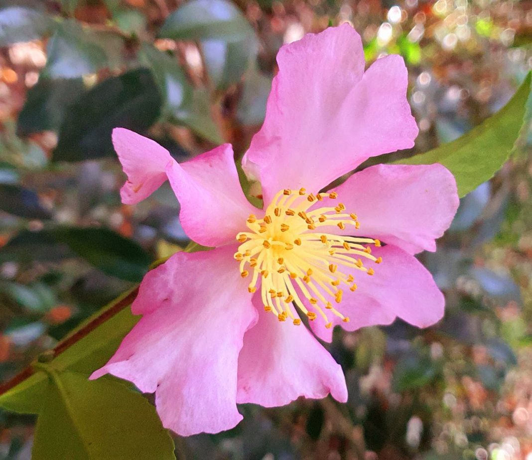 В Сочи началось цветение «маленьких солнышек»