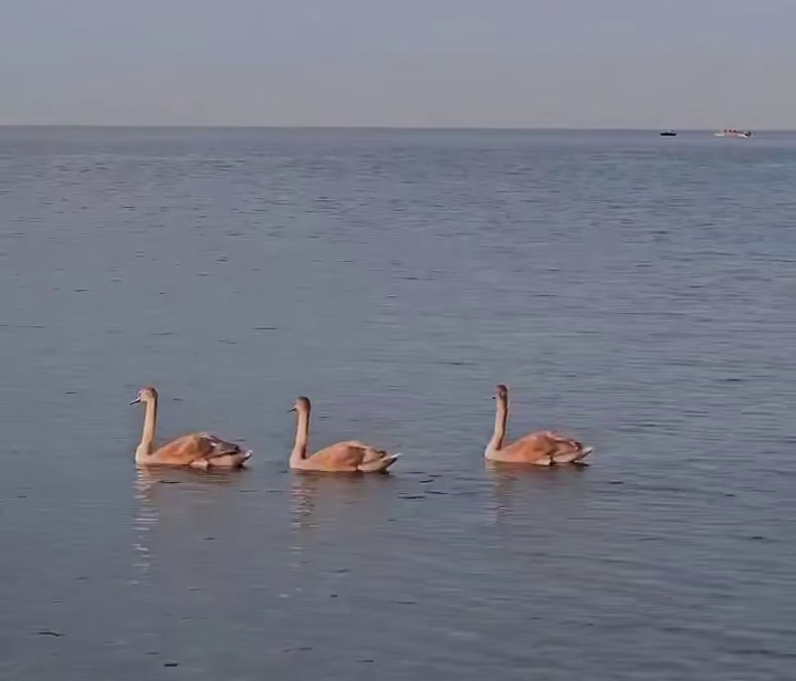 Завораживающий балет: три лебедя устроили синхронное шоу на море в Сочи