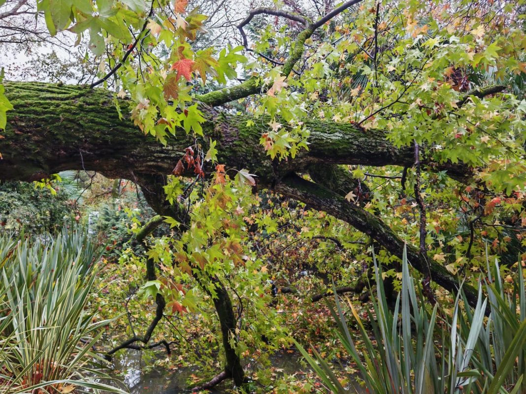 Исполин Дендрария: шторм повалил 130-летний ликвидамбр в Сочи