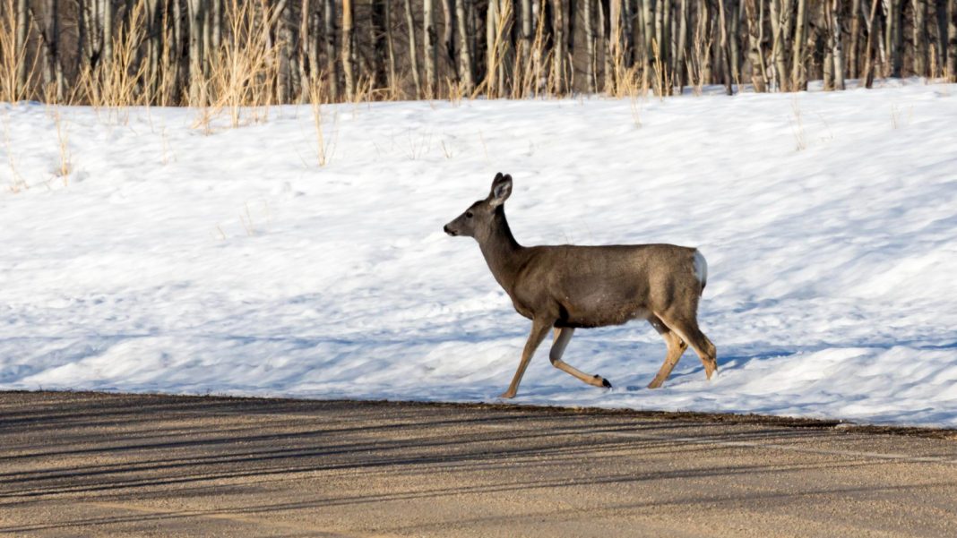 В Красной Поляне на дорогу выскочила молодая самка оленя — видео