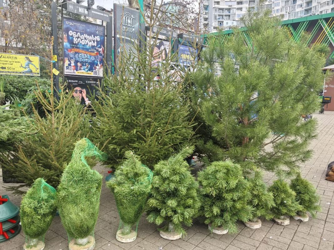 Власти Сочи опубликовали список из 34 адресов елочных базаров