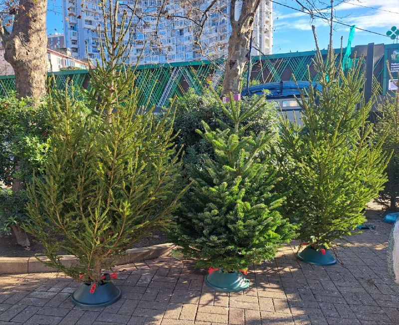 В Сочи началась работа елочных базаров