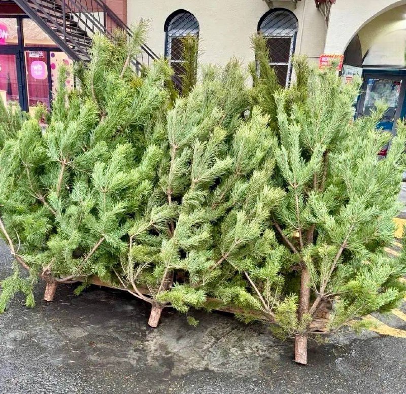 В Сочи борются с нелегальной торговлей новогодними елками