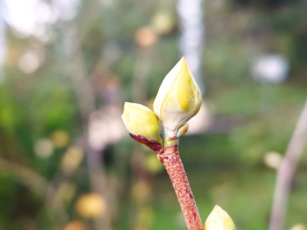Февральские цветы в декабре: тёплая погода разбудила зимоцветы в сочинском парке