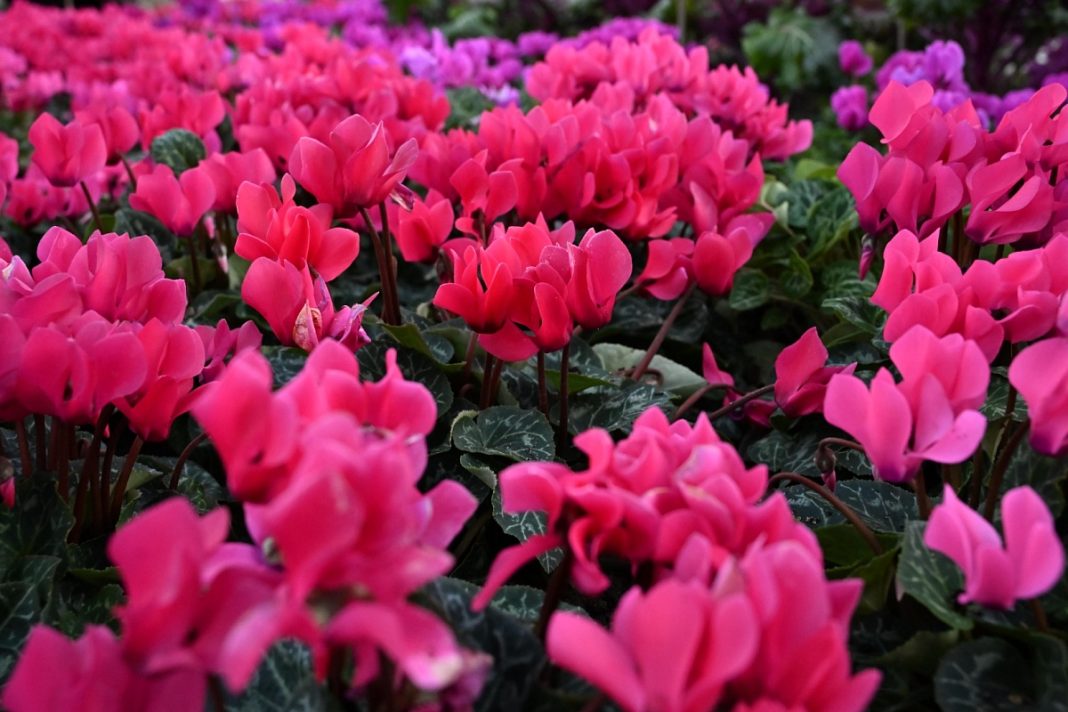 213 тысяч сезонных растений высадят в каждом из четырех районов Сочи