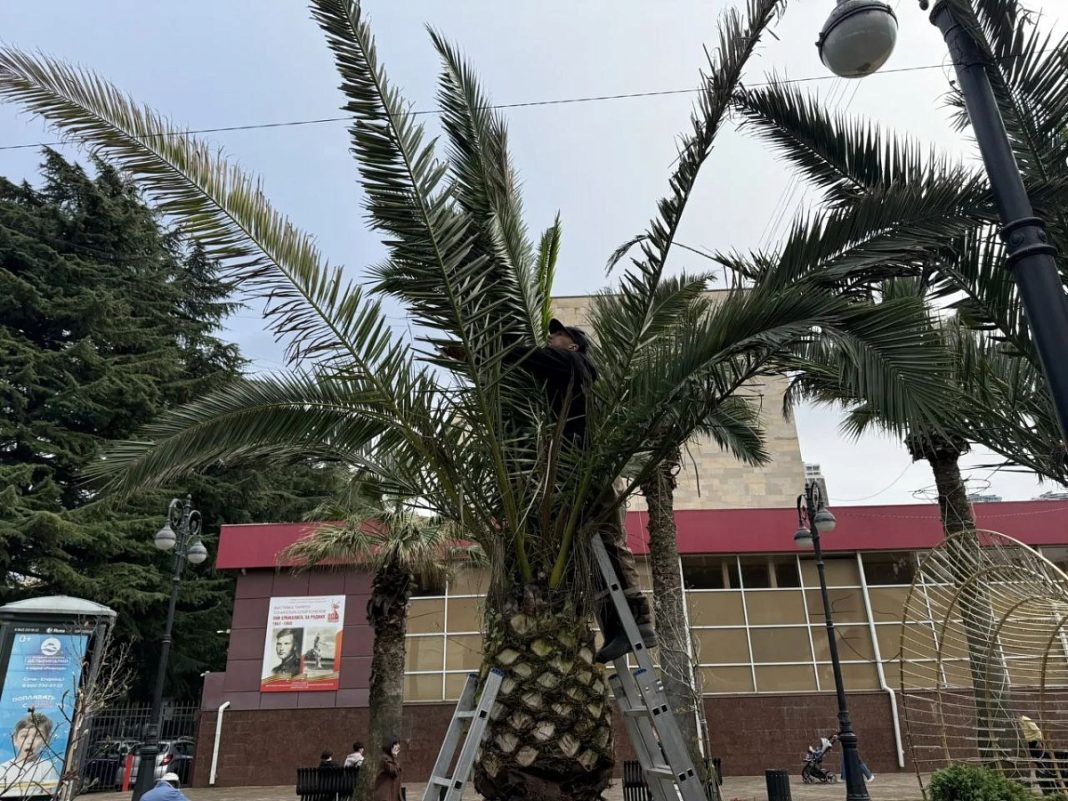 Более 2600 растений укрывают в Сочи из-за похолодания