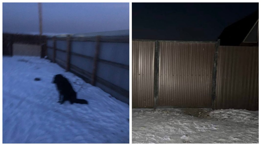 Повтор трагедии в Сочи: соседская собака разорвала лицо ребенка в Туве