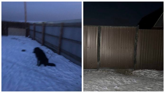 Повтор трагедии в Сочи: соседская собака разорвала лицо ребенка в Туве