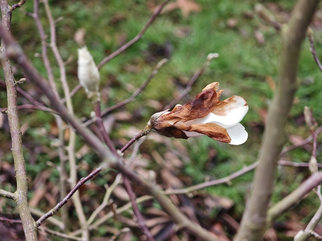 Предновогоднее чудо: в Дендрарии Сочи магнолия зацвела вместо марта в декабре