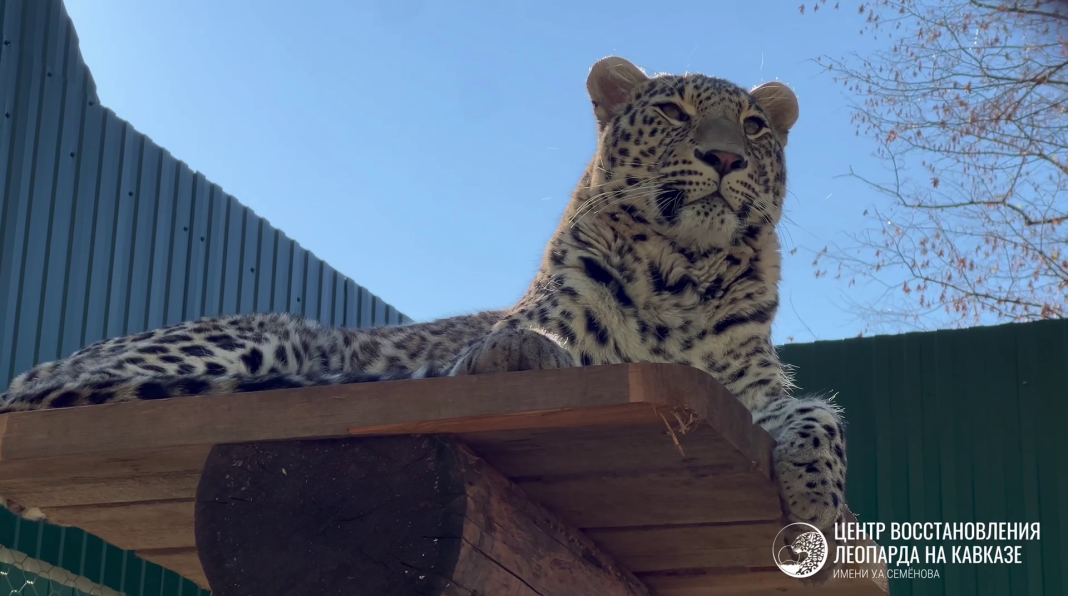 «Не в восторге» от переезда: сочинский леопард Умка осваивает новый вольер