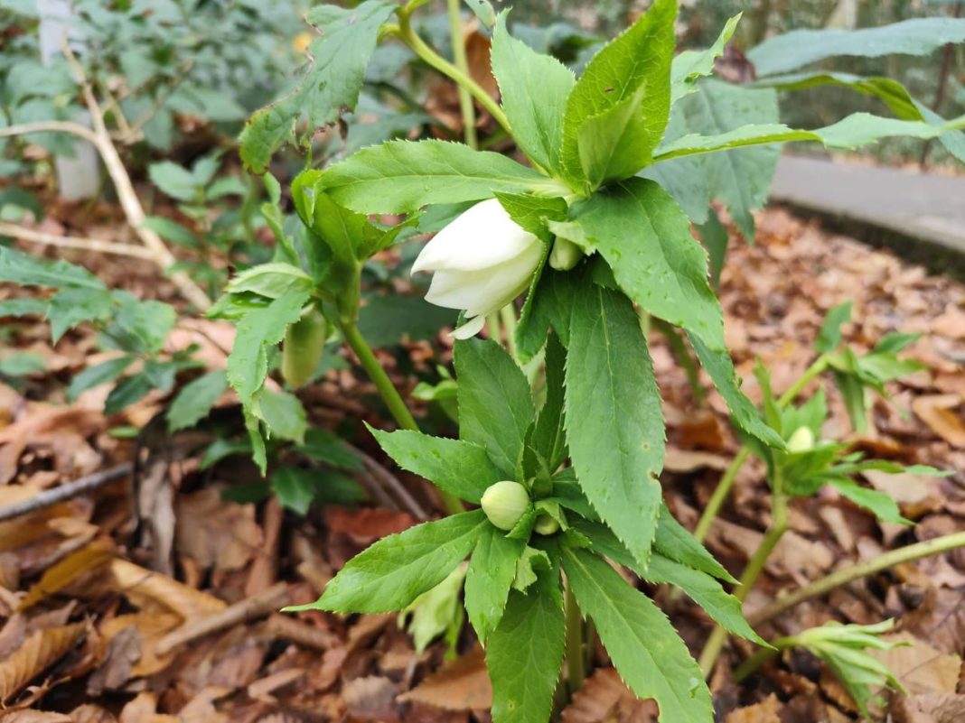 Уникальное явление в Сочи: в Тисо-самшитовой роще расцвёло древнее растение