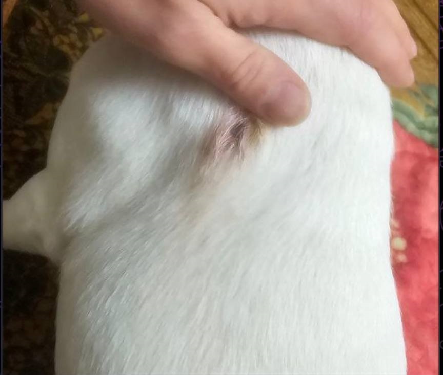 Жестокость на Павлова: в Сочи ищут стрелявших в животных из воздушки