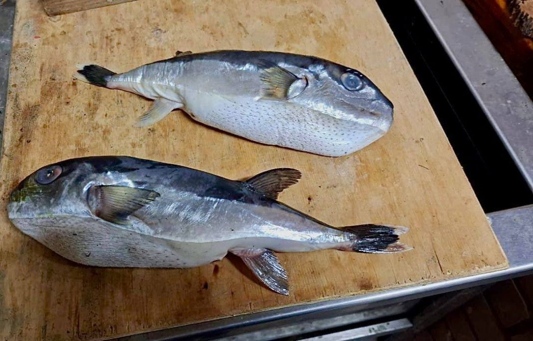 Ядовитого иглобрюха под видом скумбрии продали покупателю в Краснодарском крае