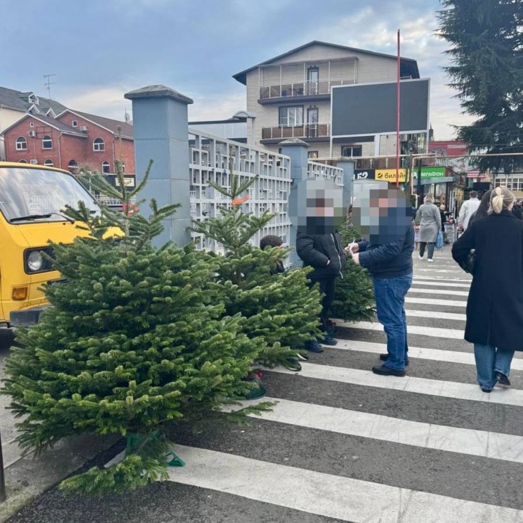 Первых нелегальных продавцов елок поймали в Сочи