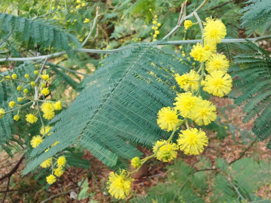 «Мимоза» в Сочи перепутала сезоны и зацвела зимой — фото