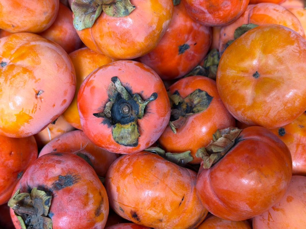 История «абхазской» хурмы: от кавказской дикорастущей до десятков сортов восточной хурмы