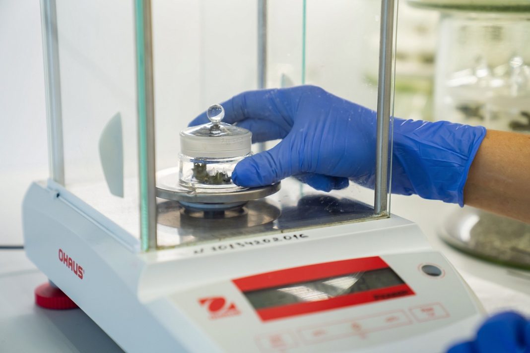 Научный прорыв в Сочи: расшифрованы гены морозостойкости чая